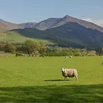 Ashness